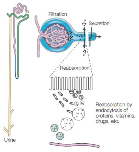 図 1.　腎臓における蛋白代謝排泄作用（Christensen et al 1) を改変）
