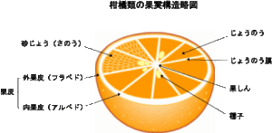 柑橘類の構造
