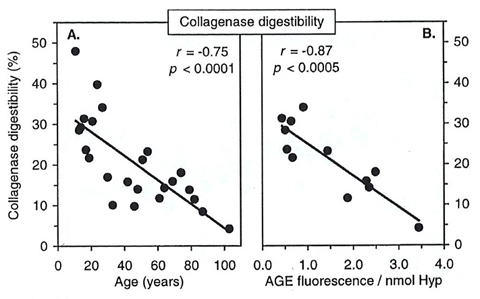 ヒト軟骨コラーゲンの加齢およびAGEs量とプロテアーゼによる分解性の変化