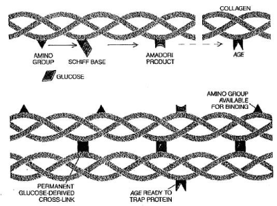 AGEs生成によるコラーゲンの架橋形成